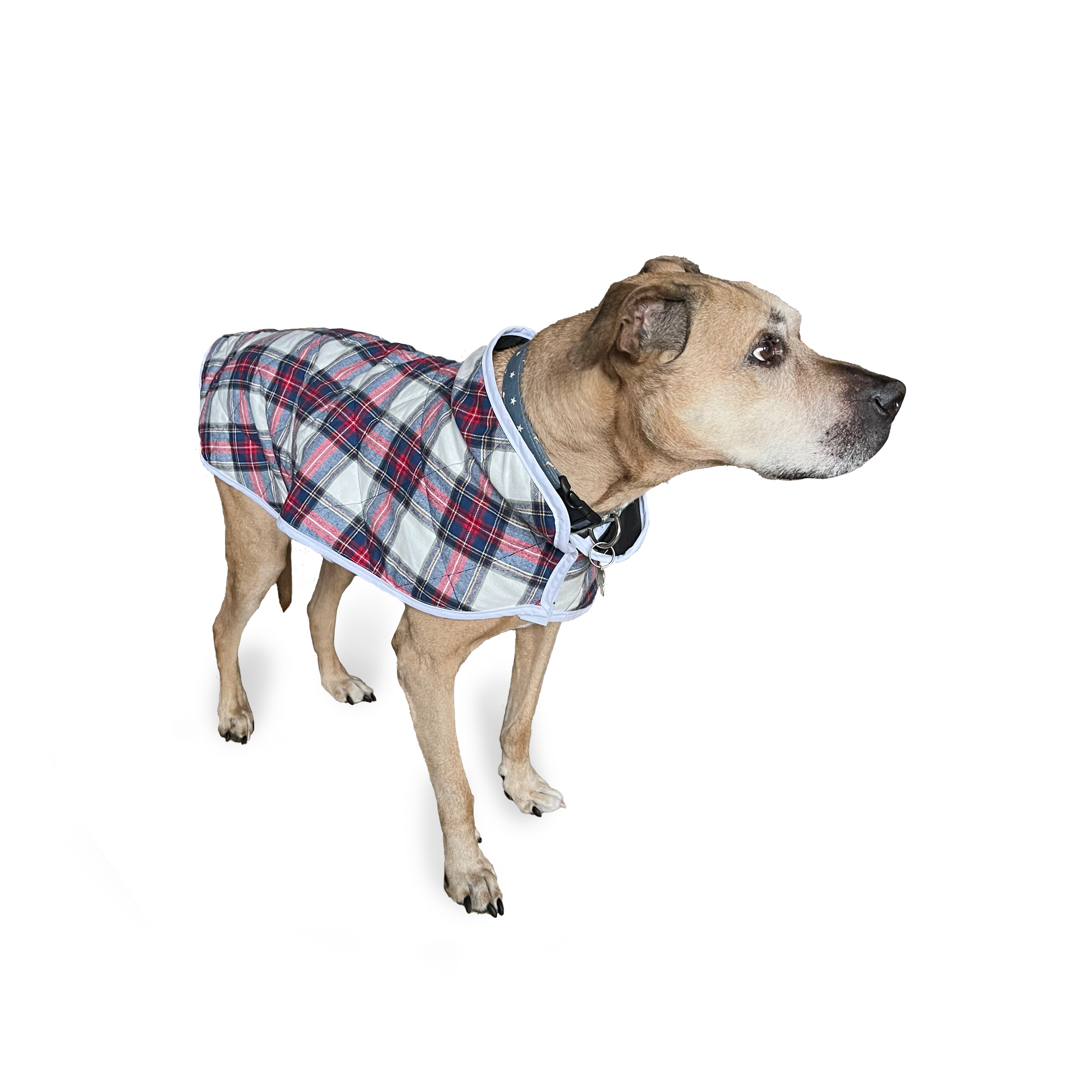 image Dog Coat