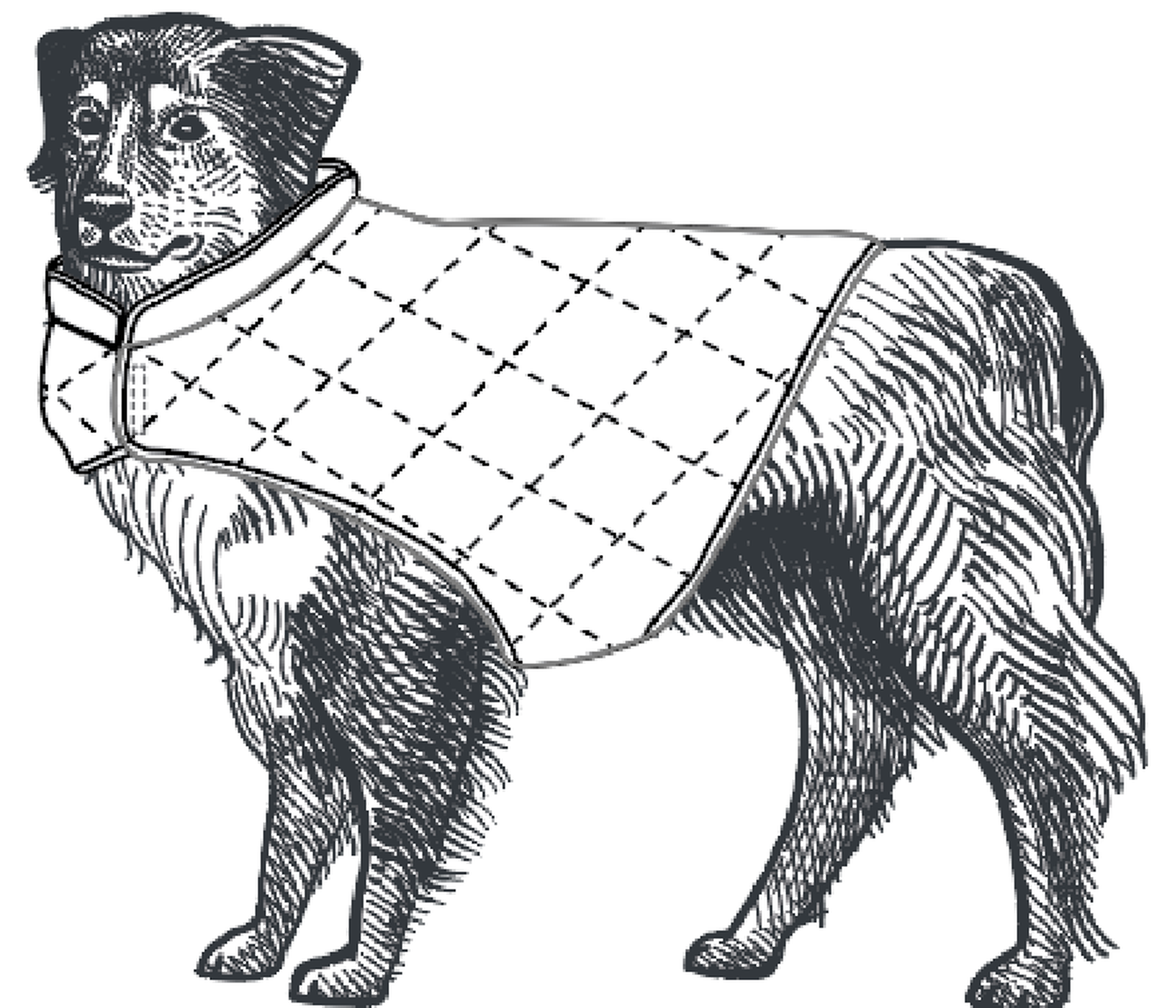 image Dog Coat
